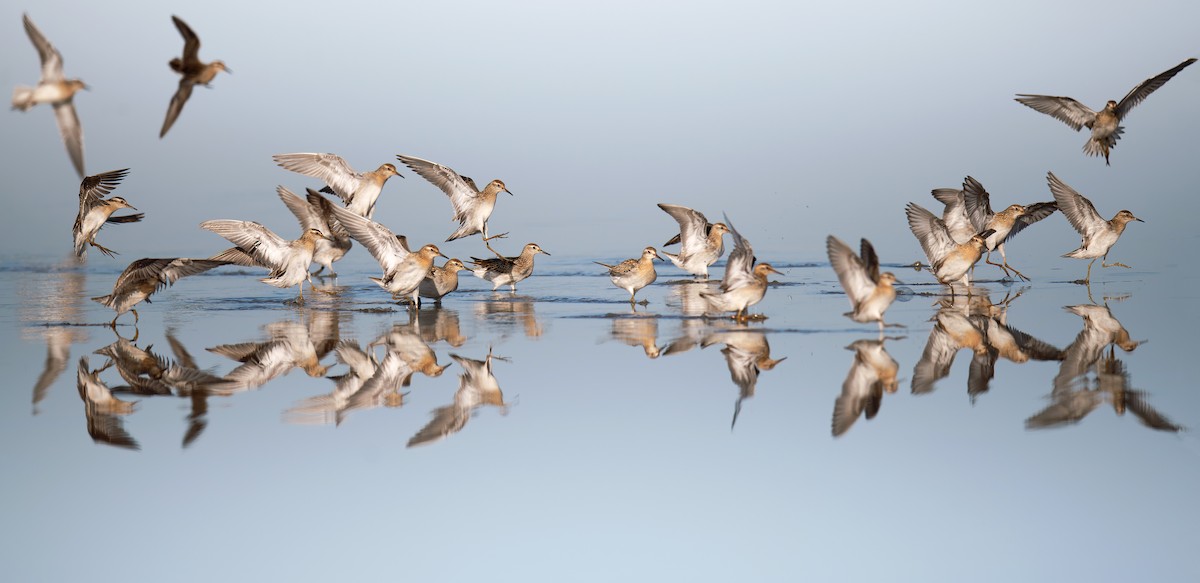 Sharp-tailed Sandpiper - ML610387021