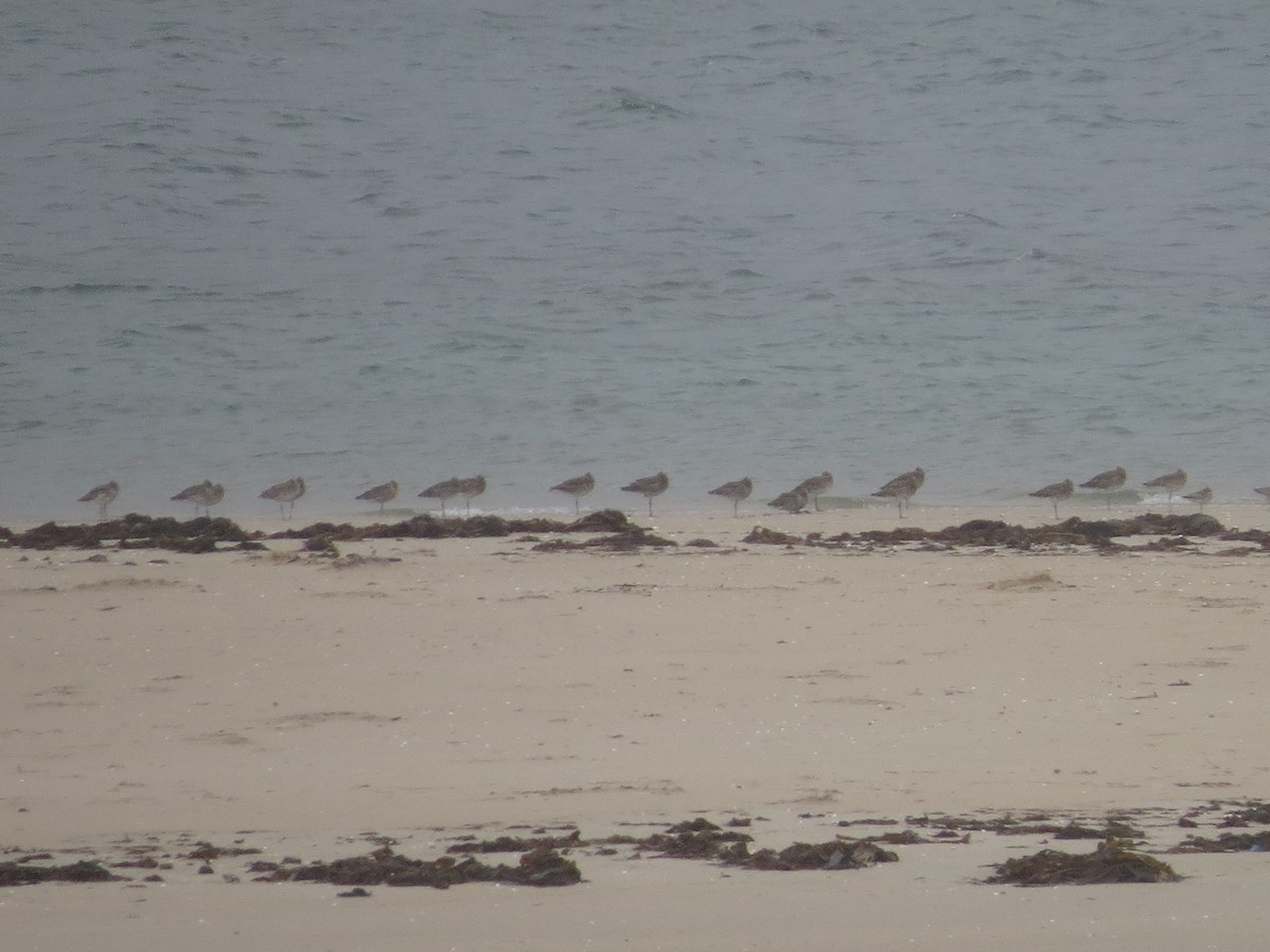 Whimbrel/Eurasian Curlew - ML610387028