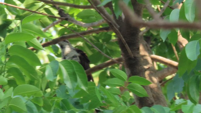 Banded Bay Cuckoo - ML610387088