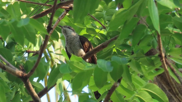 Banded Bay Cuckoo - ML610387099