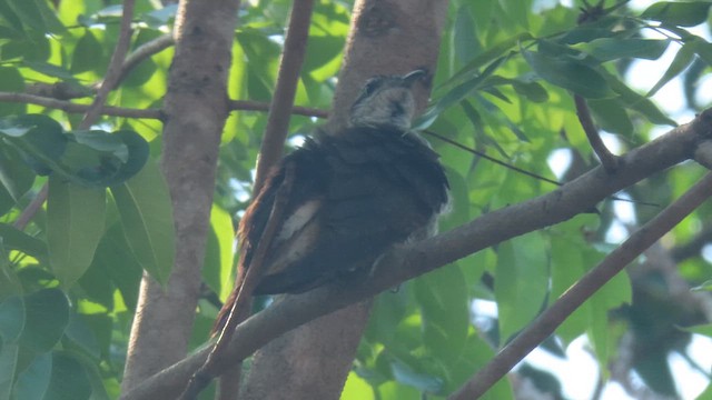 Banded Bay Cuckoo - ML610387188