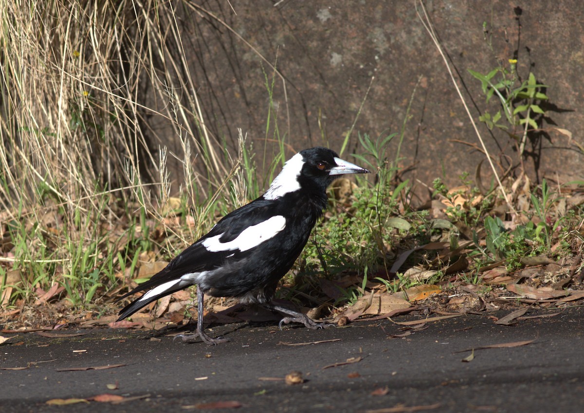 Pied Currawong - ML610387254