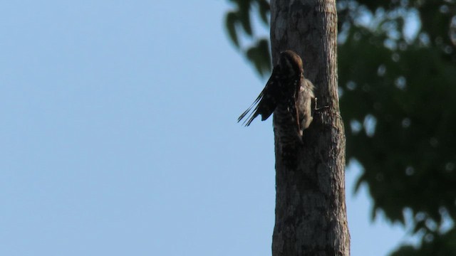 Brown-capped Pygmy Woodpecker - ML610387299