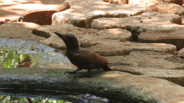 Rufous Woodpecker - ML610387330