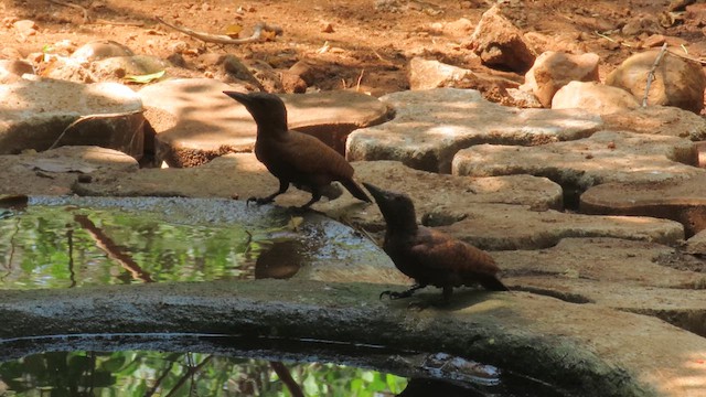 Rufous Woodpecker - ML610387331