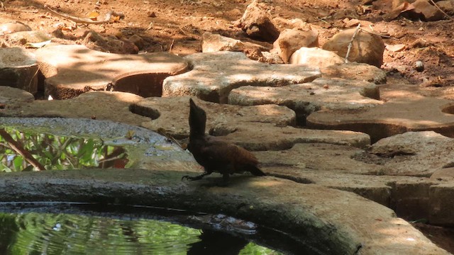 Rufous Woodpecker - ML610387332