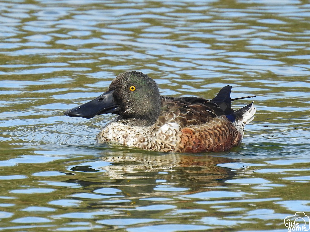 Northern Shoveler - ML610387386