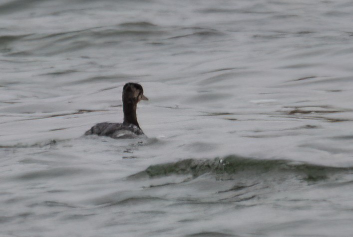 Red-necked Grebe - Yana Tolmachova