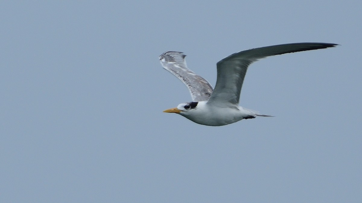 Lesser Crested Tern - ML610387528