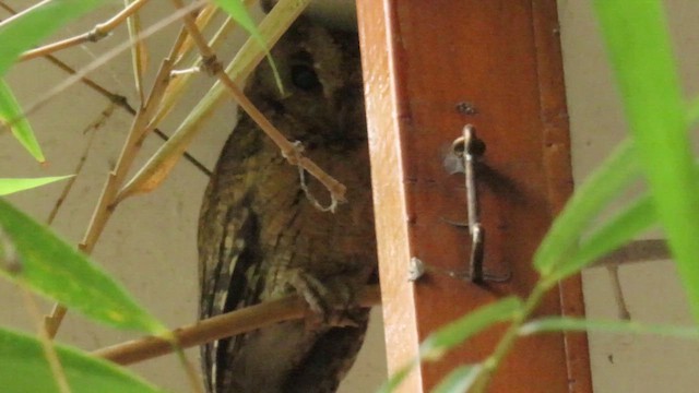 Indian Scops-Owl - ML610387567