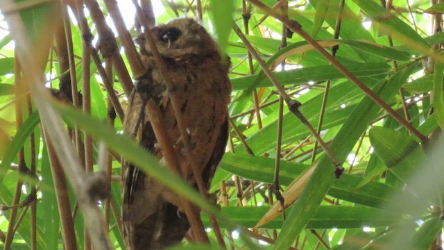 Indian Scops-Owl - ML610387571