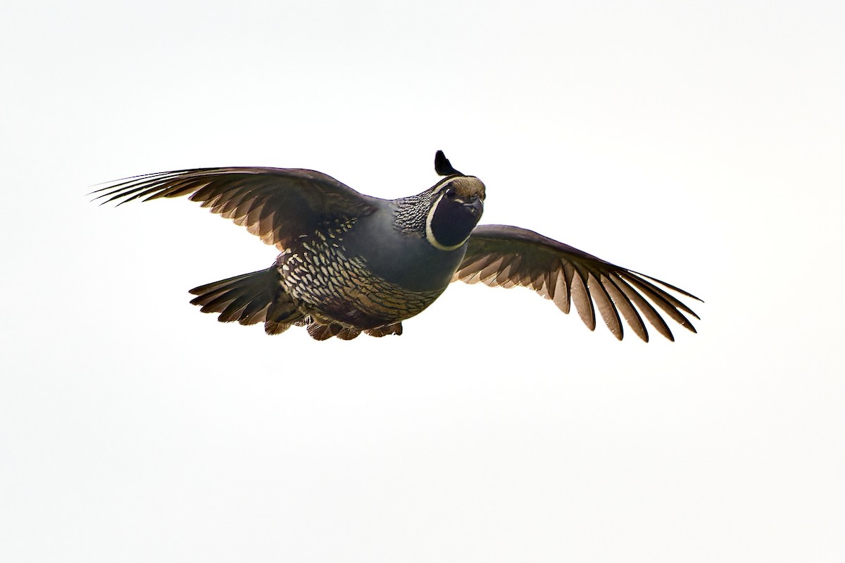 California Quail - ML610387575