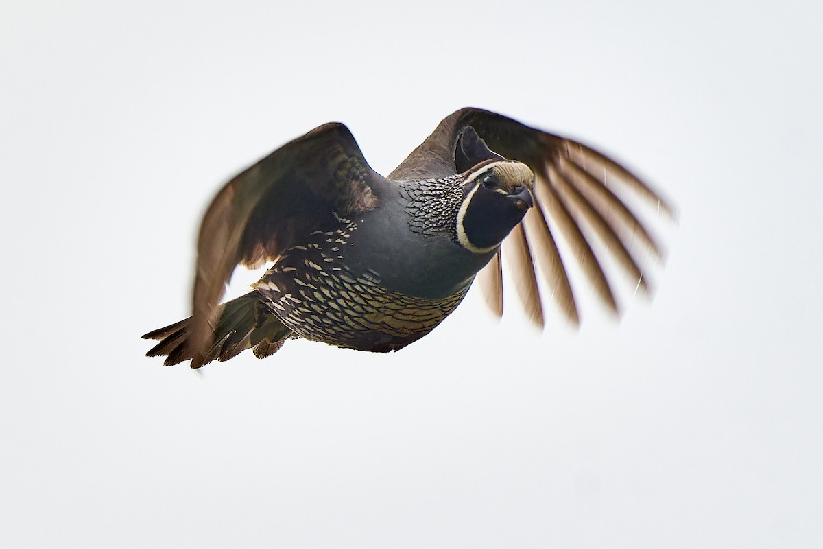 California Quail - ML610387576