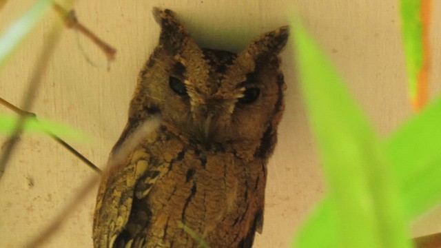 Indian Scops-Owl - ML610387578