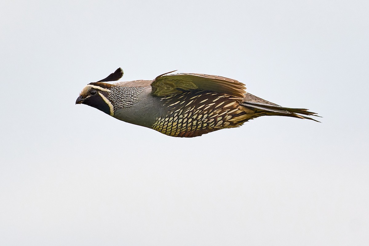 California Quail - ML610387579