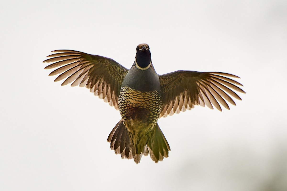 California Quail - ML610387581