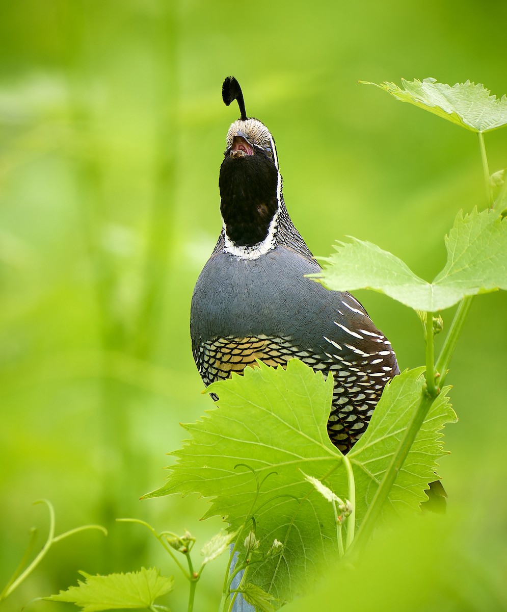 California Quail - ML610387585