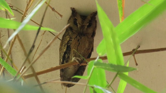 Indian Scops-Owl - ML610387588