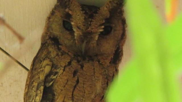 Indian Scops-Owl - ML610387589