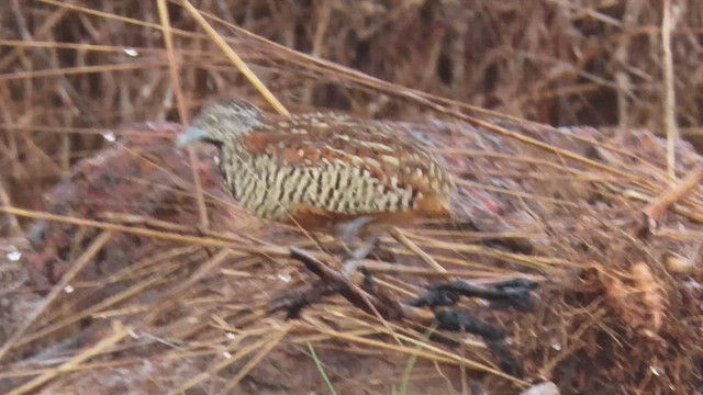 Barred Buttonquail - ML610387647