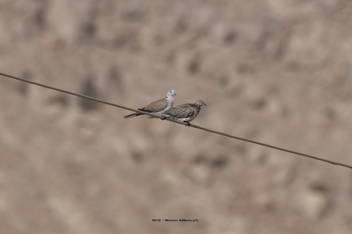 Eurasian Collared-Dove - Watter AlBahry