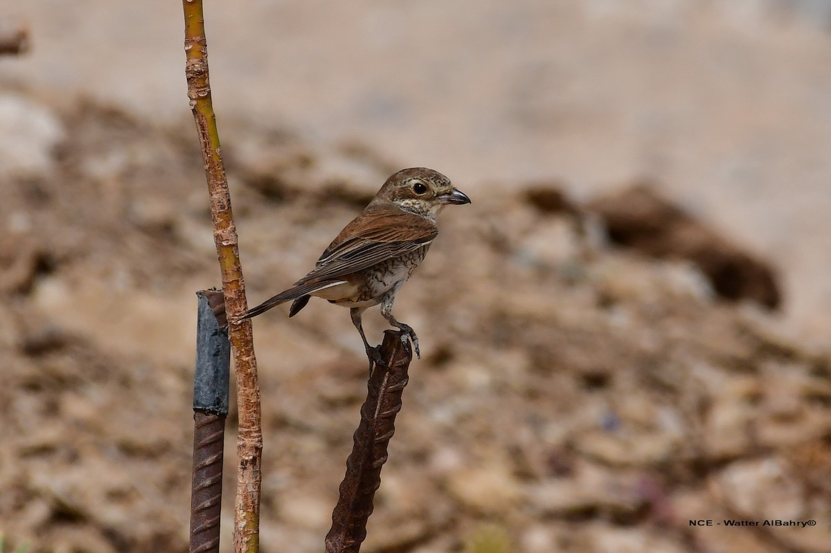 Red-backed Shrike - Watter AlBahry