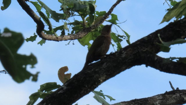 Streak-throated Woodpecker - ML610387695