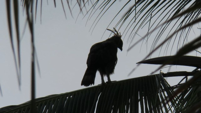 Águila Variable - ML610387696