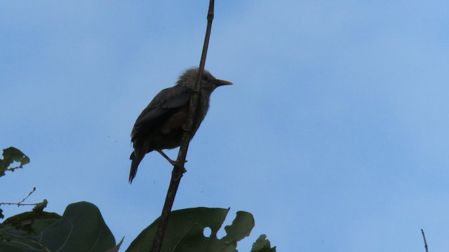 Malabar Starling - ML610387721