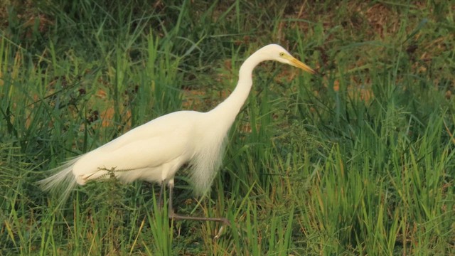 Medium Egret - ML610387794