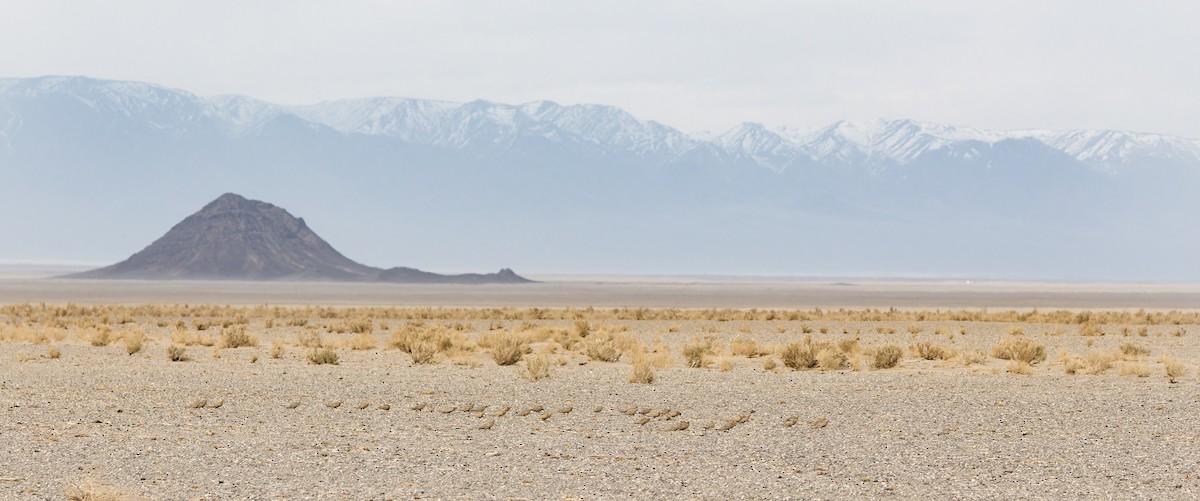 Pallas's Sandgrouse - Friedemann Arndt