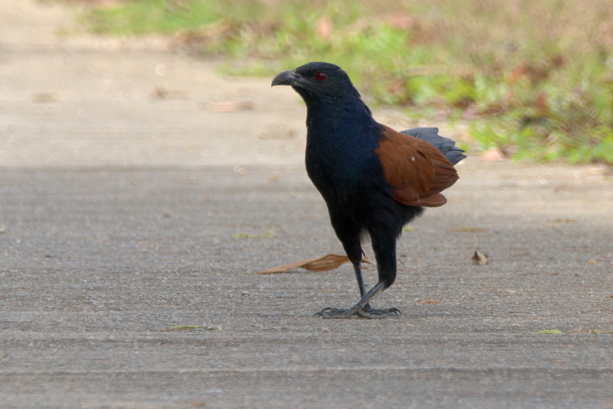 Greater Coucal - ML610387823