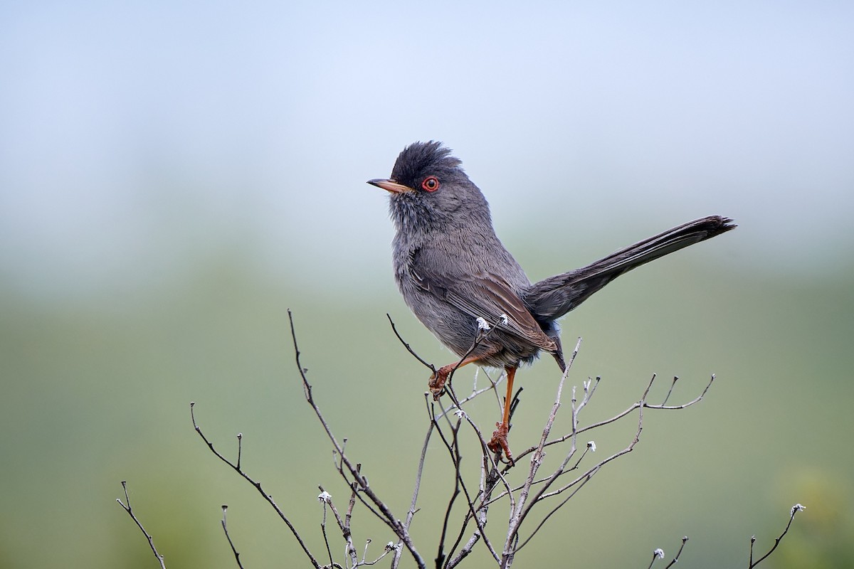 Marmora's Warbler - Tomáš Grim