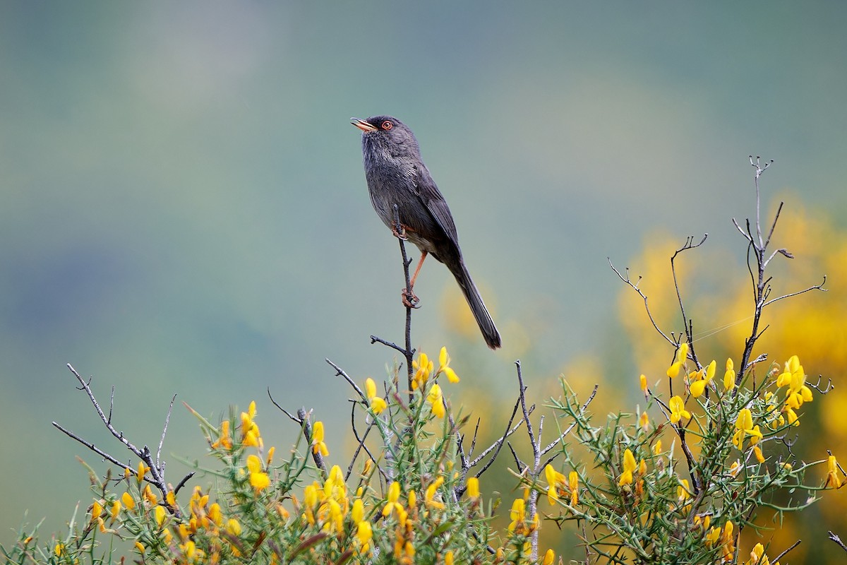 Marmora's Warbler - ML610387843