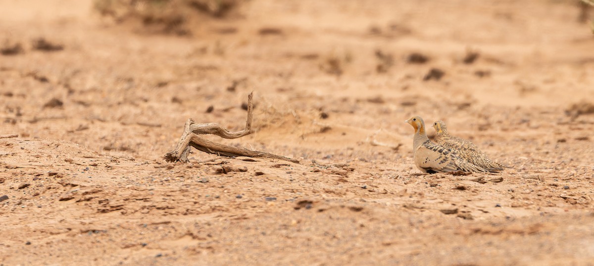 Pallas's Sandgrouse - Friedemann Arndt