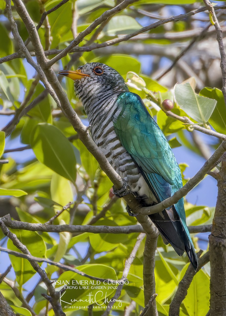 Violet Cuckoo - Kenneth Cheong