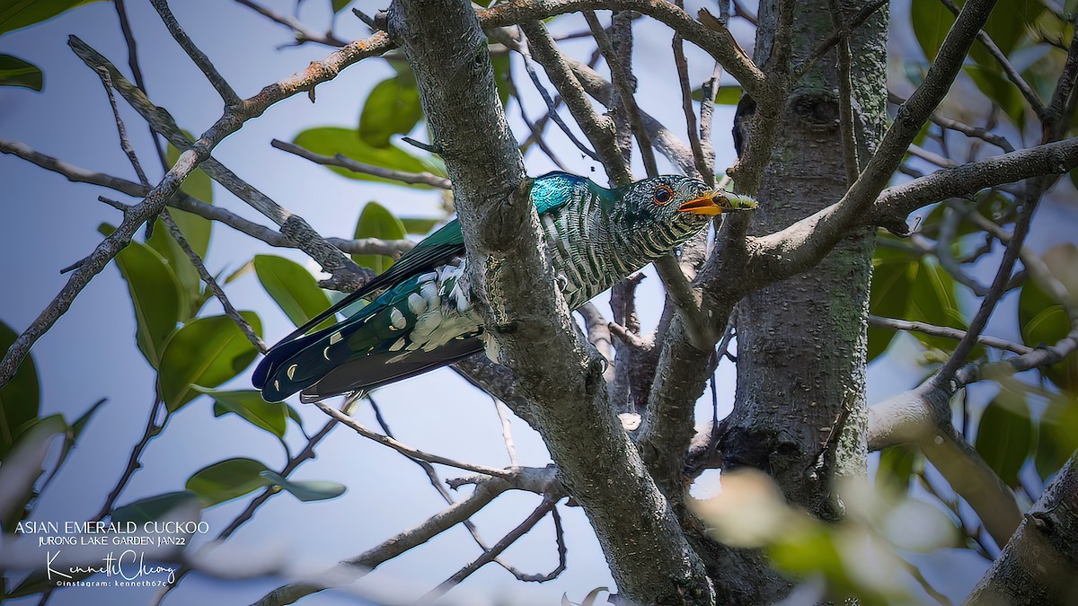 Violet Cuckoo - Kenneth Cheong