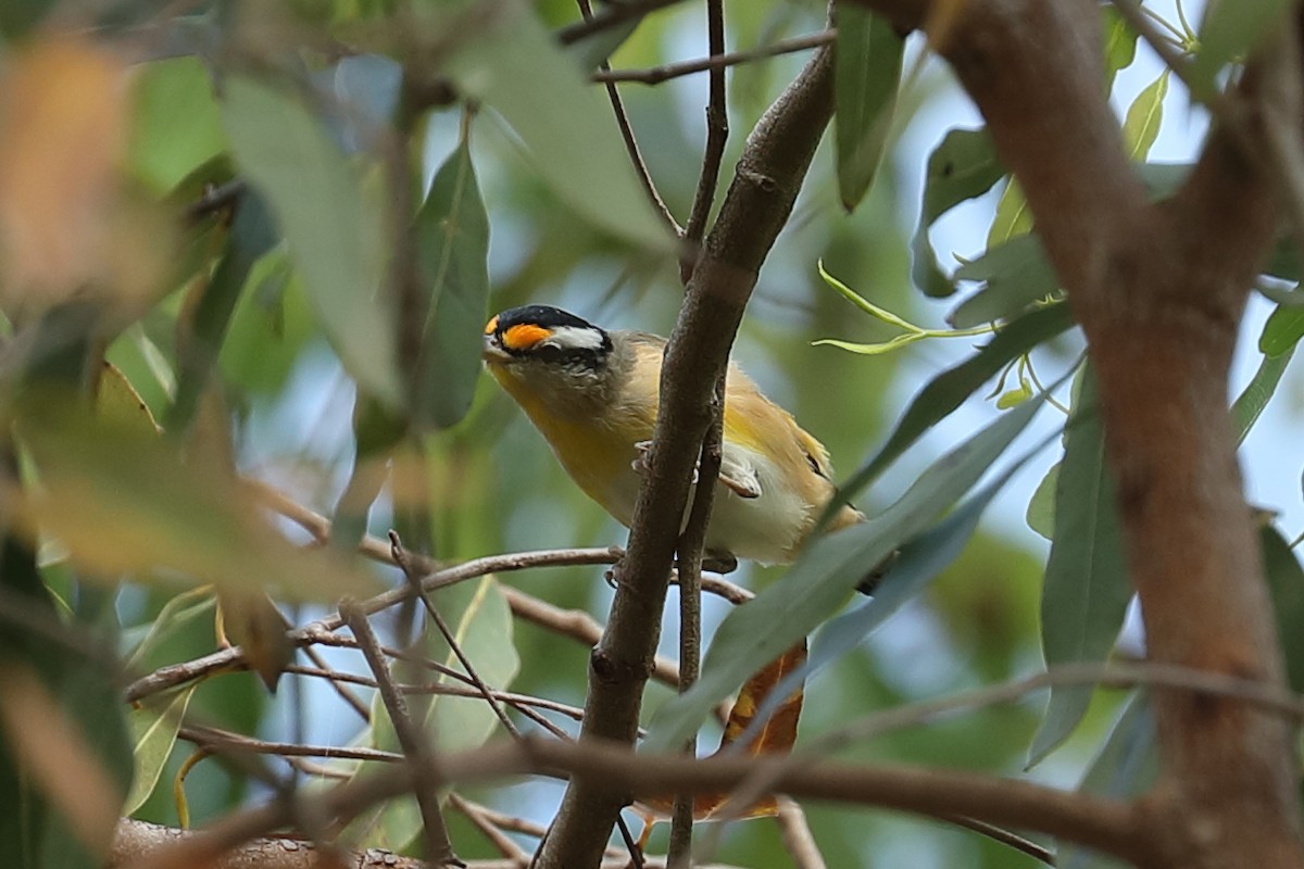 Striated Pardalote (Black-headed) - ML610387990