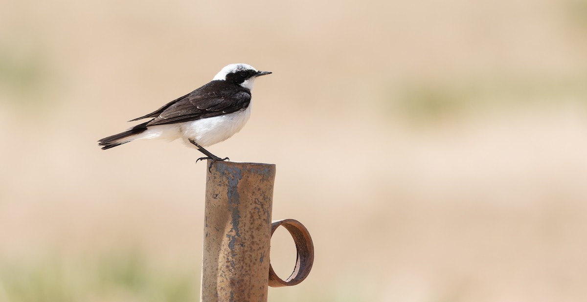 Pied Wheatear (vittata) - Friedemann Arndt