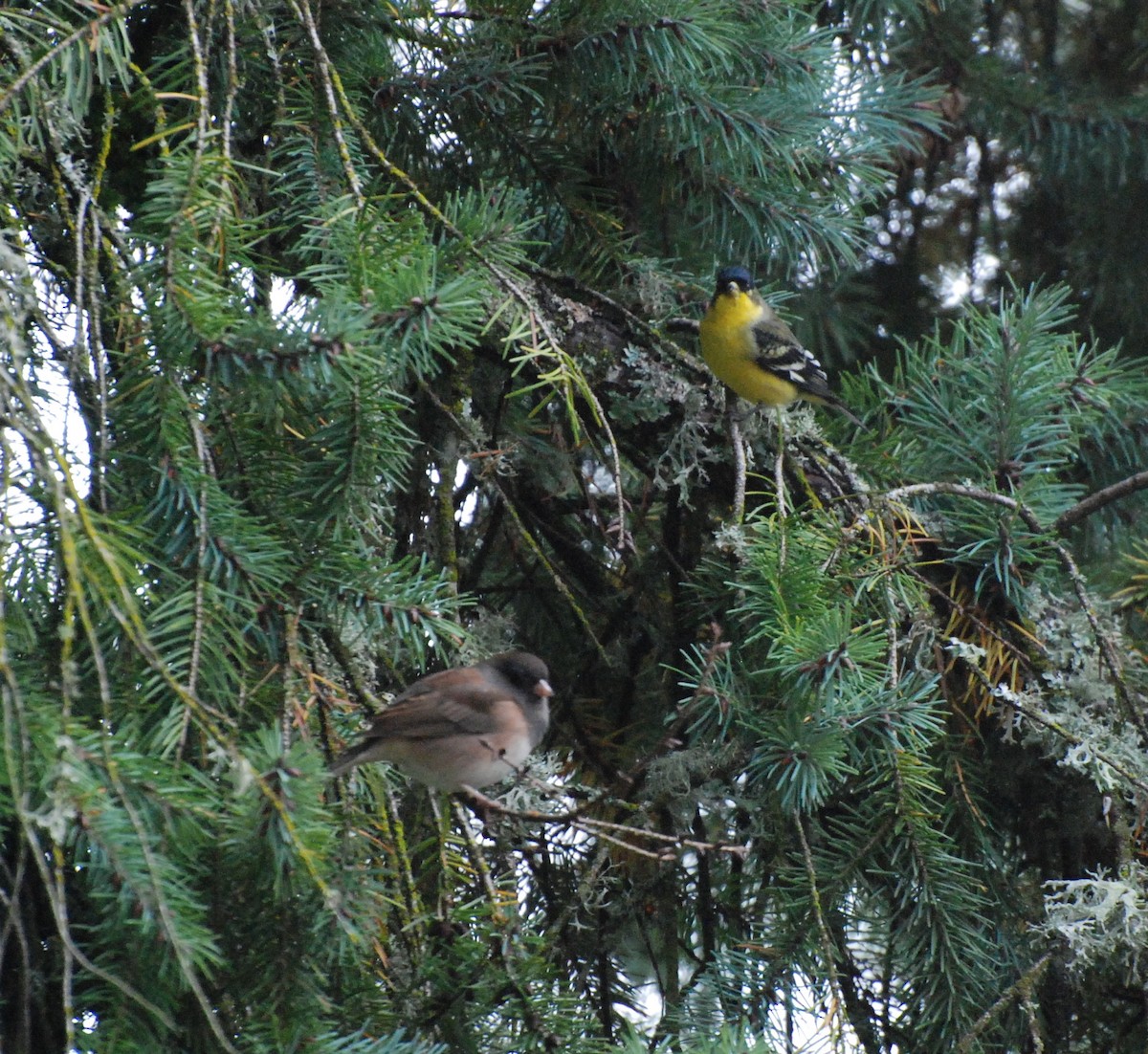 Lesser Goldfinch - ML610388127