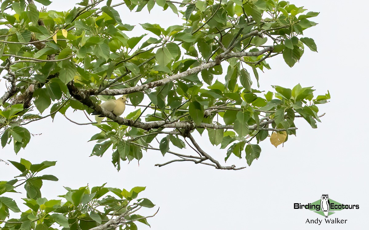 Yellowish Imperial-Pigeon - ML610388204