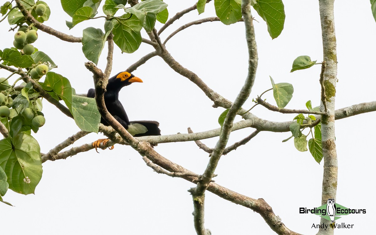 Long-tailed Myna - Andy Walker - Birding Ecotours