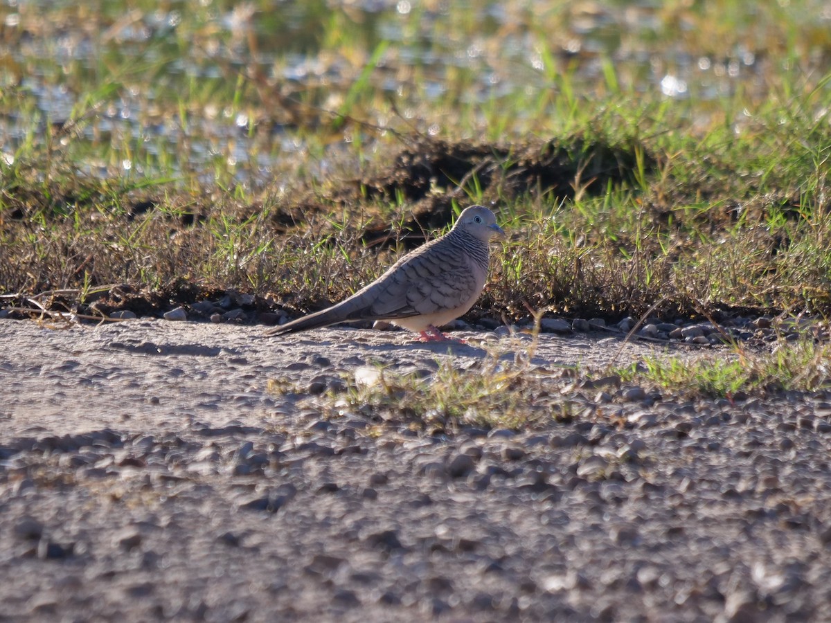 Peaceful Dove - ML610388288