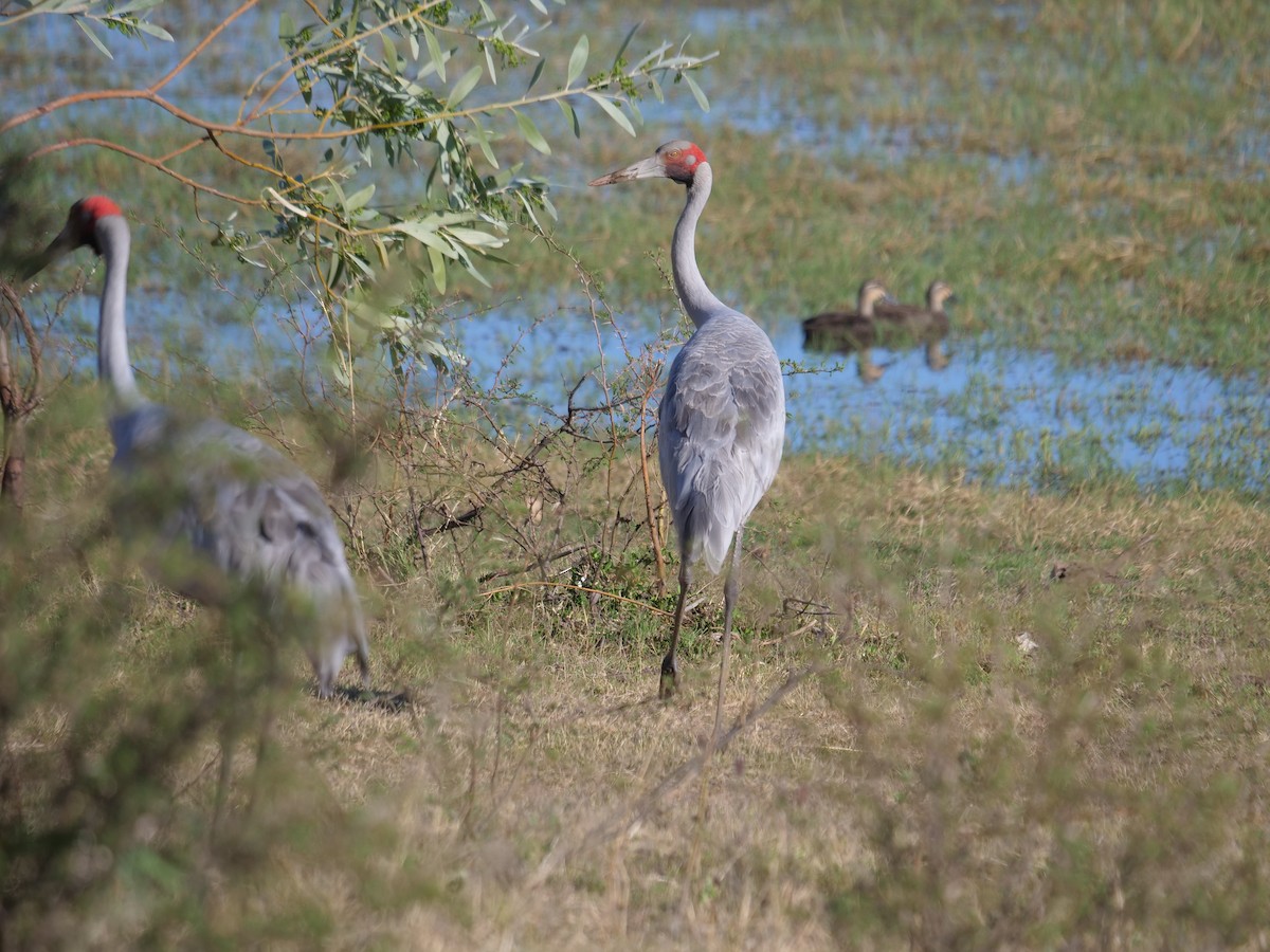 Brolga Turnası - ML610388293