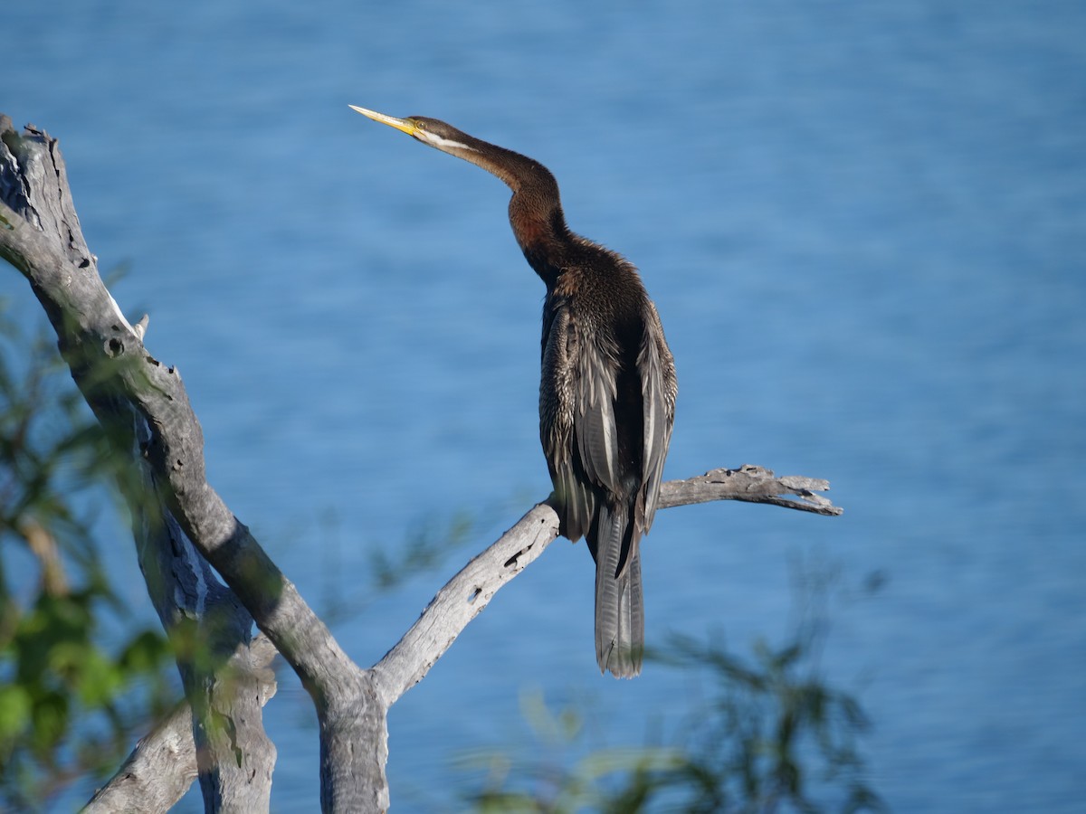 anhinga australská - ML610388297