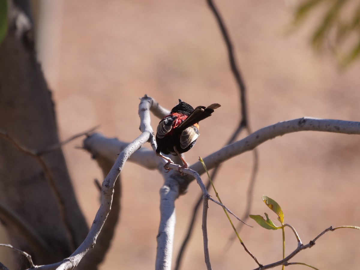 Red-backed Fairywren - ML610388332