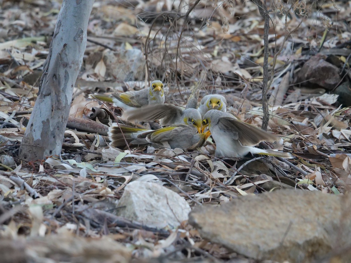 Yellow-throated Miner - ML610388338