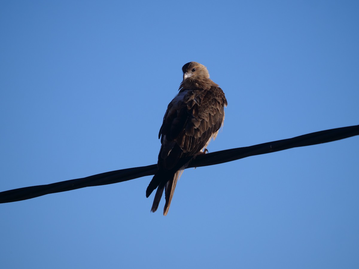 Whistling Kite - ML610388342