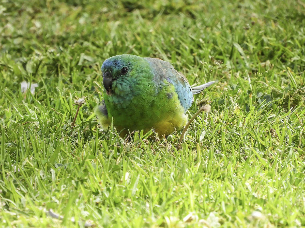 Red-rumped Parrot - Kathie Thomas