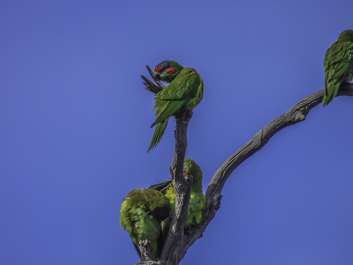 Musk Lorikeet - Kathie Thomas